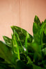 Aglaonema 'Emerald Beauty'