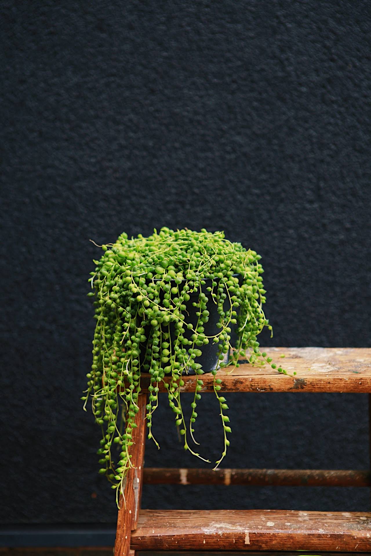 String of Pearls