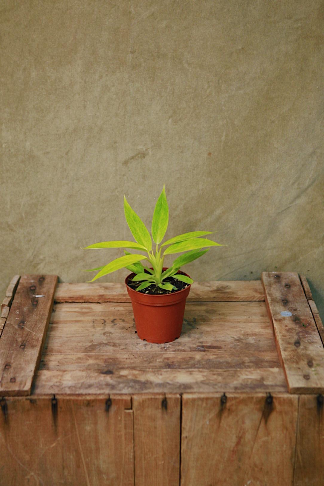 Philodendron 'Painted Lady'