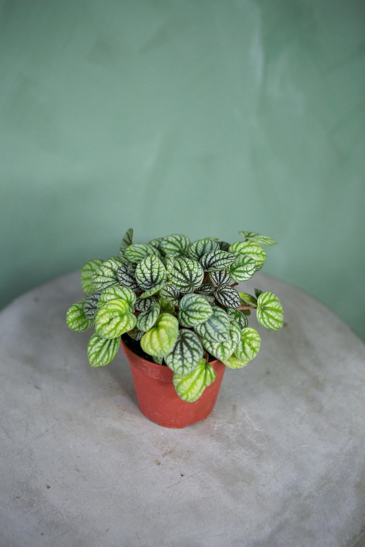 Peperomia 'Burbella'