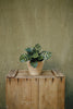 Ainsle Self Watering