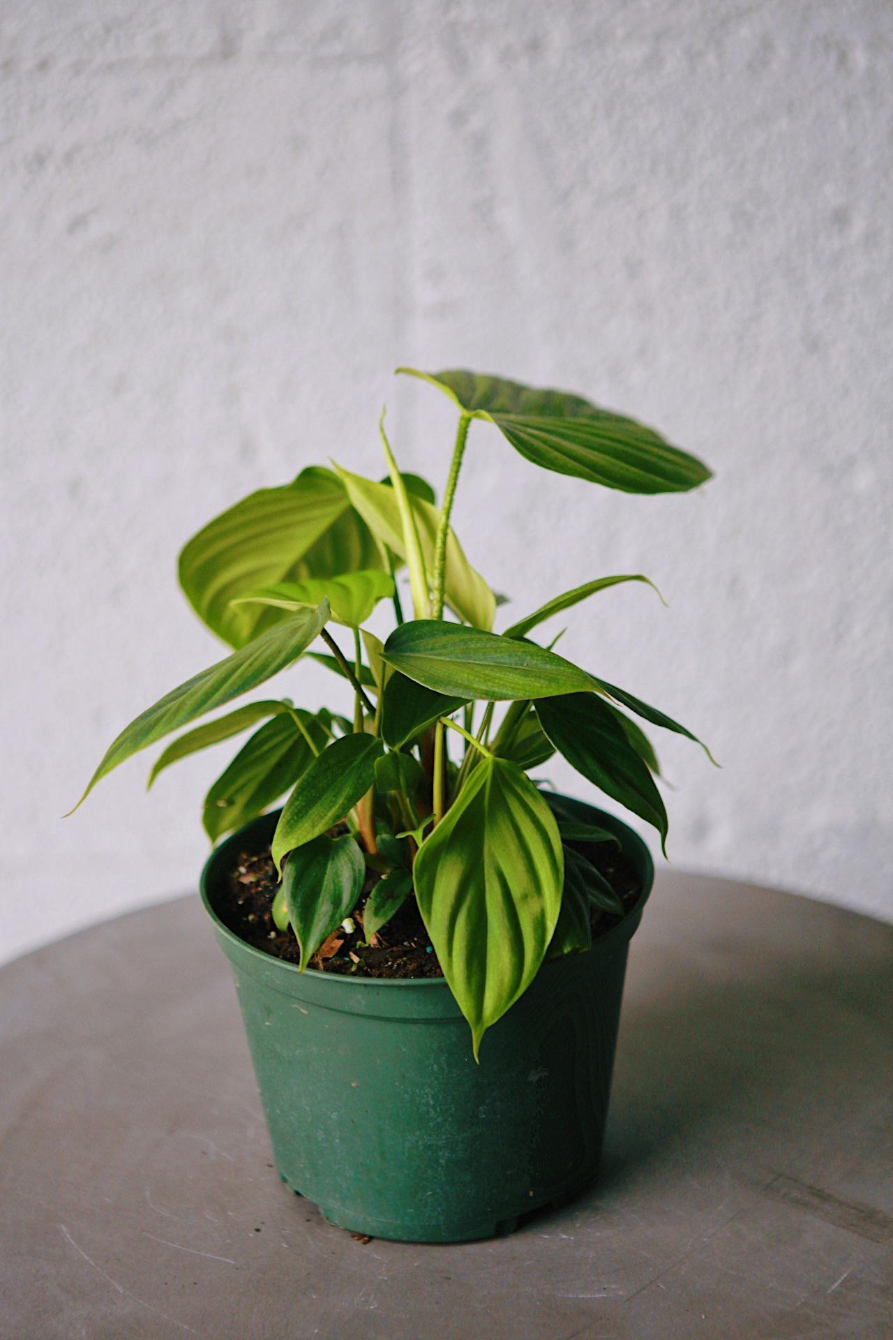 Philodendron 'Fuzzy Petiole'