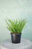 Agave geminiflora