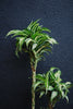 Dracaena 'Jade Jewel'