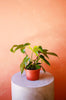 Philodendron 'Florida Ghost'