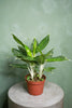 Aglaonema 'Snow White'
