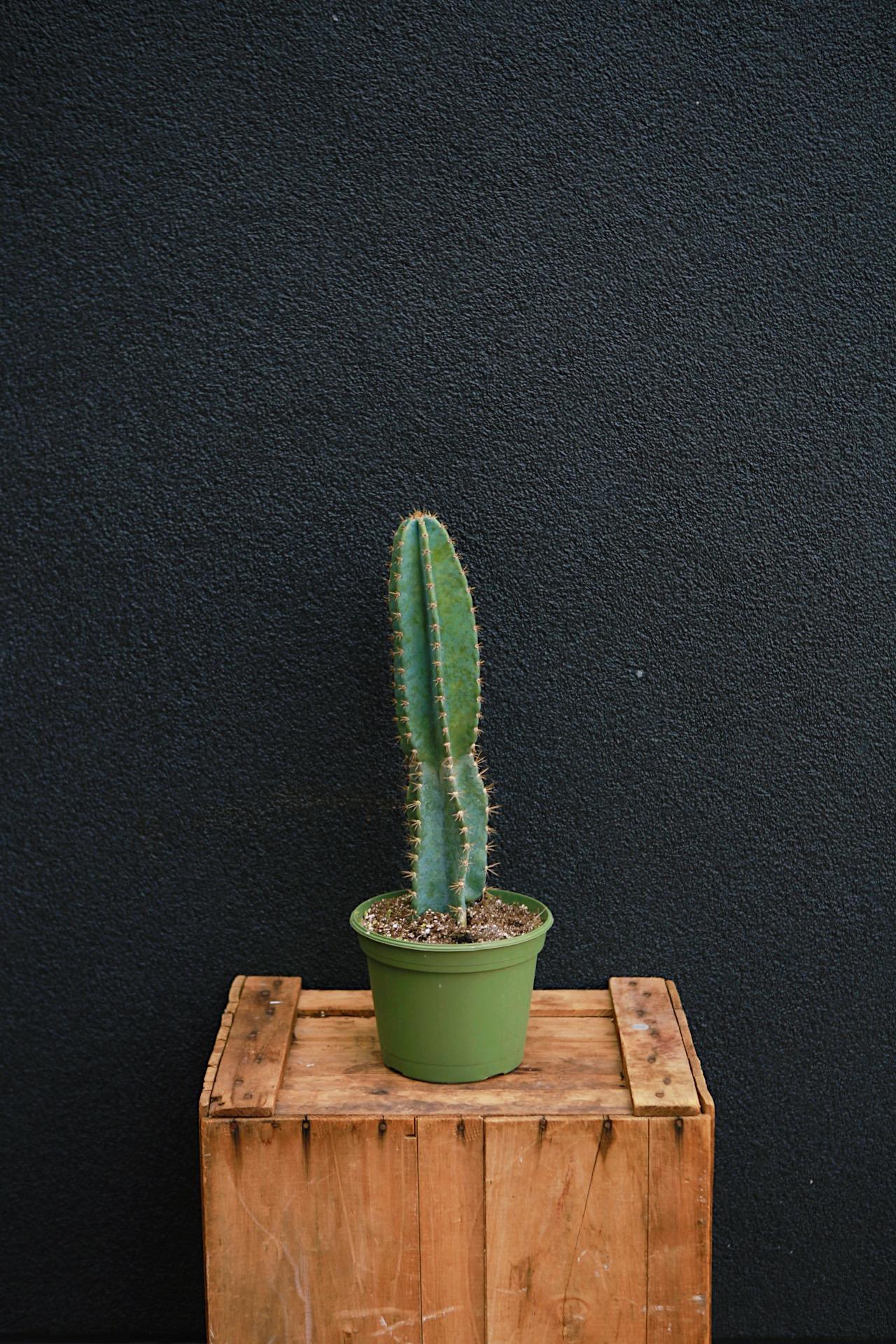 Cereus peruvianus