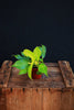Hybrid Philodendron