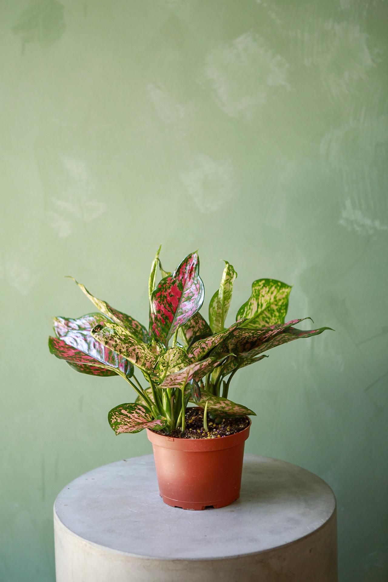 Aglaonema 'Red Valentine'