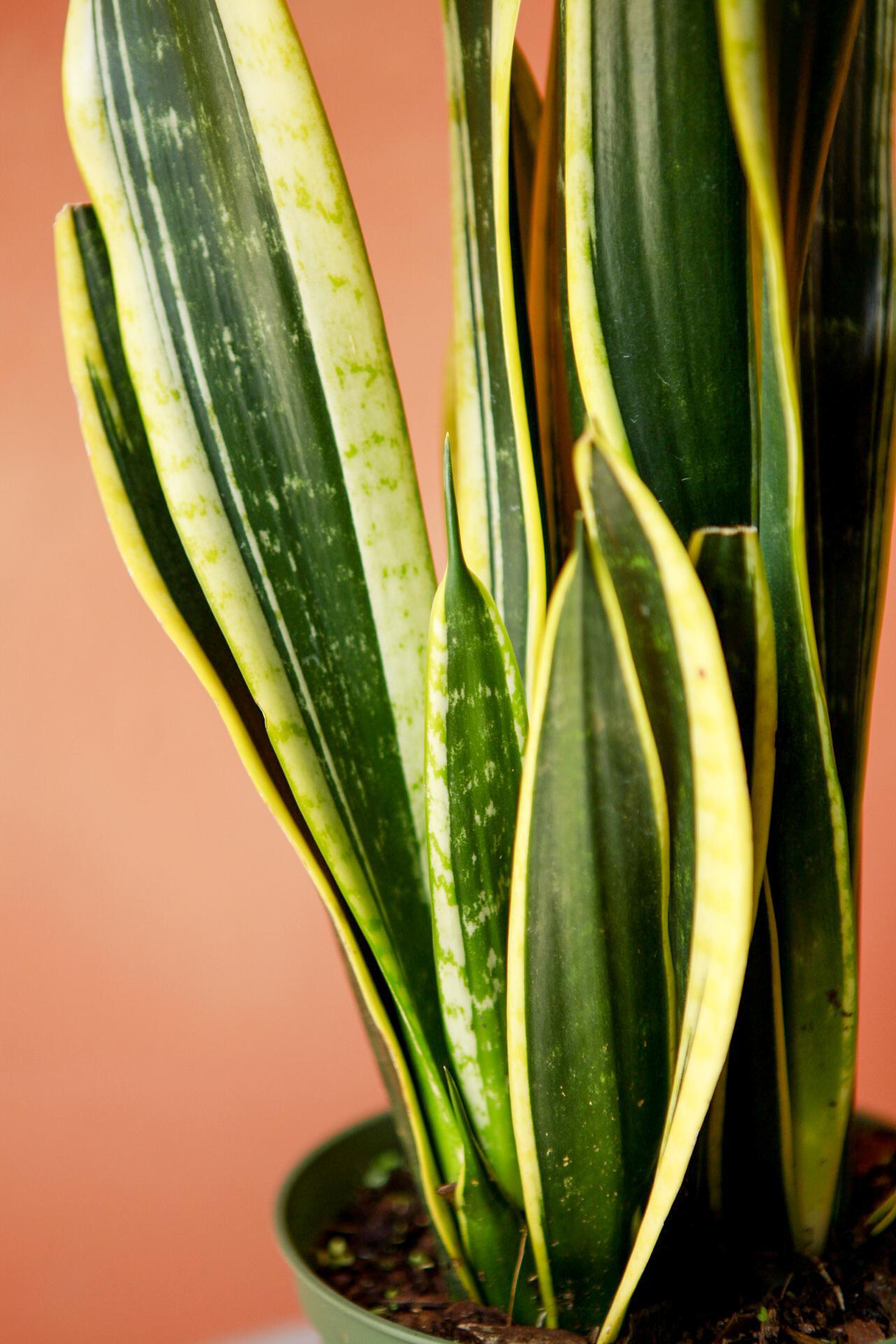 Snake Plant 'Black Gold'