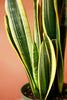 Snake Plant 'Black Gold'