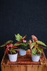 Angel Wing Begonia