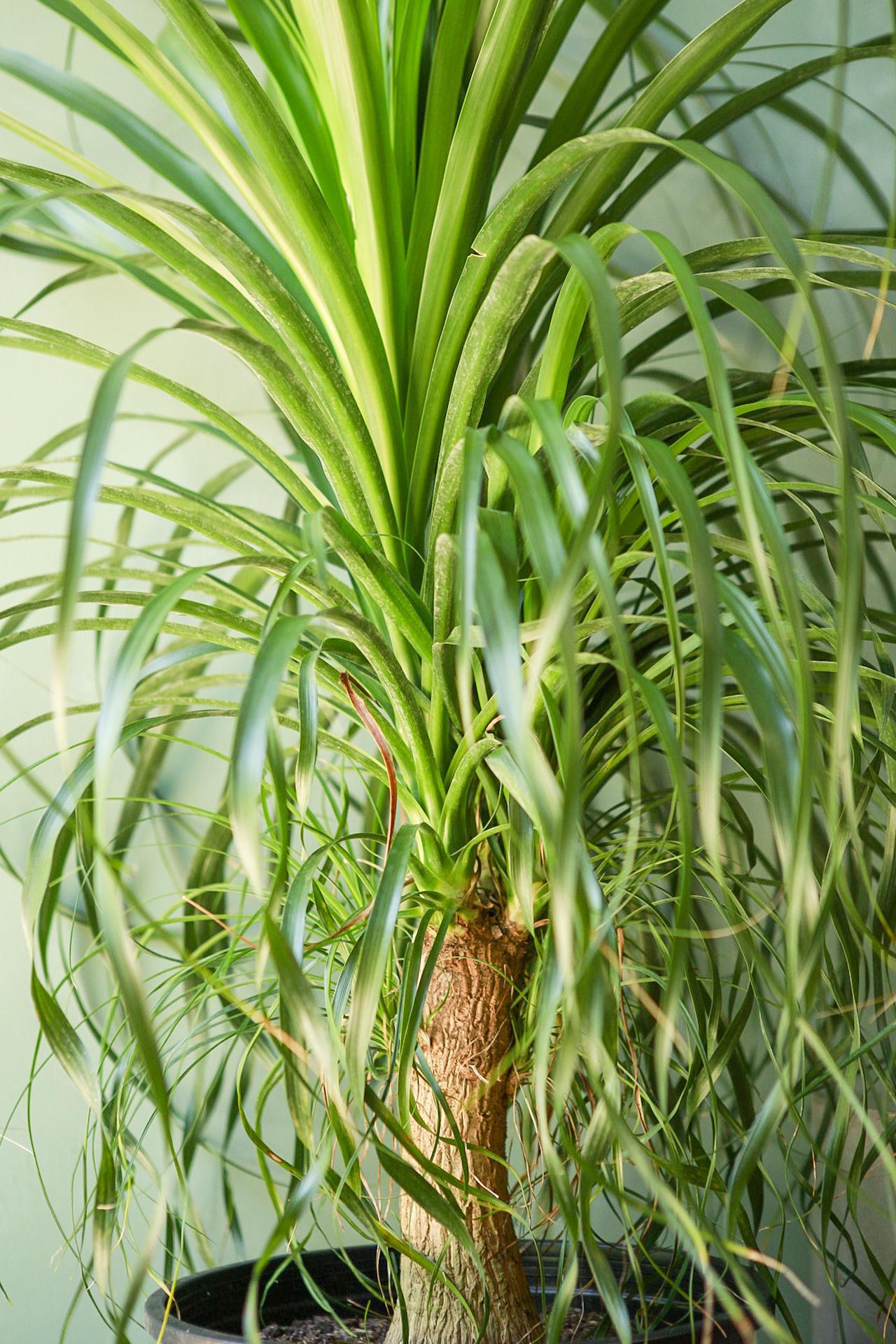 Ponytail Palm