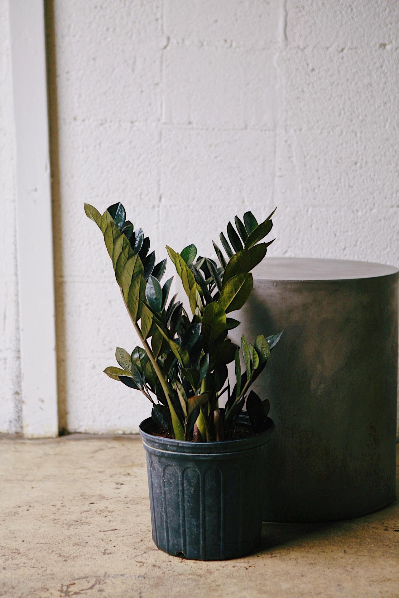 Raven' ZZ Plant