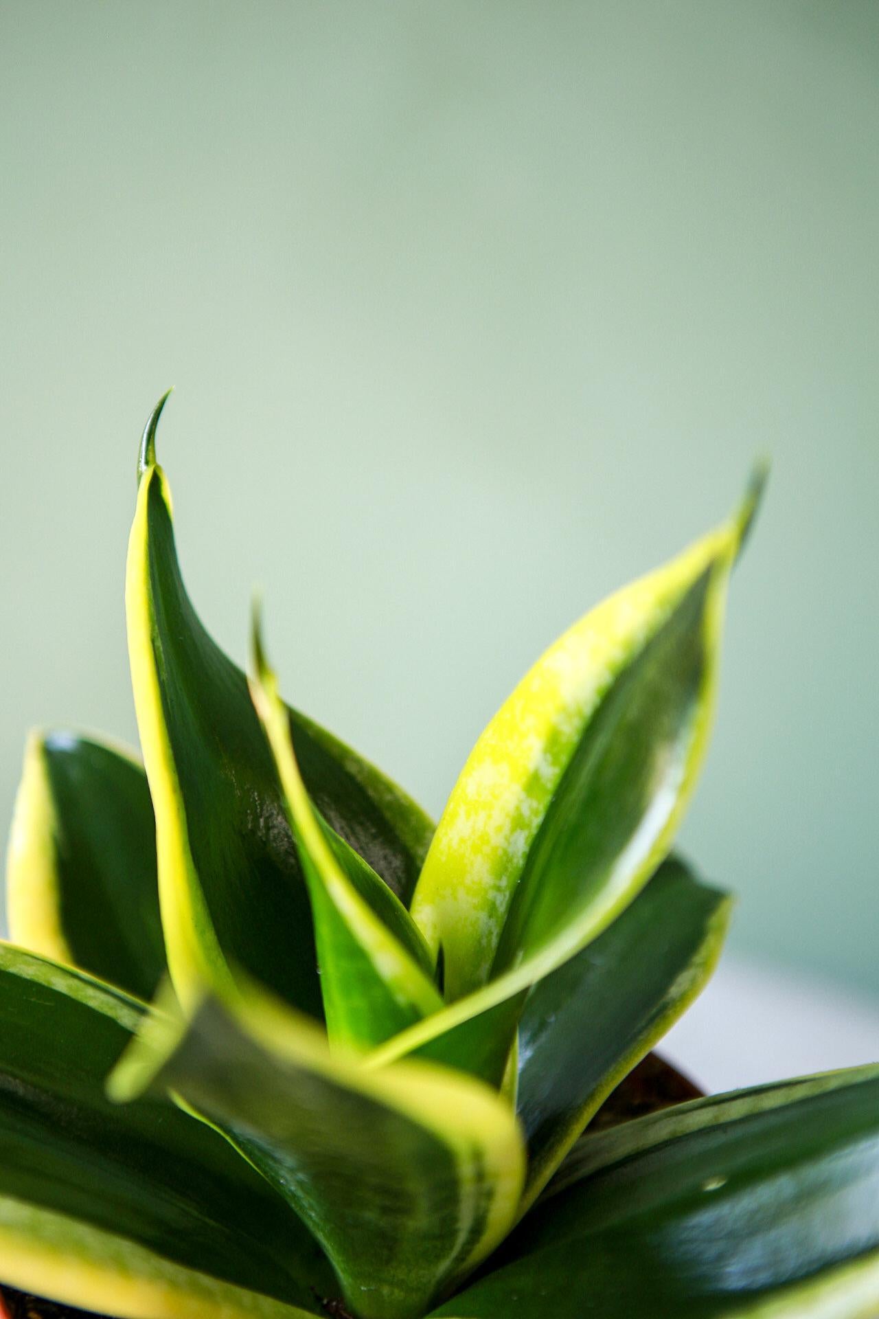 Snake Plant "Hahnii"