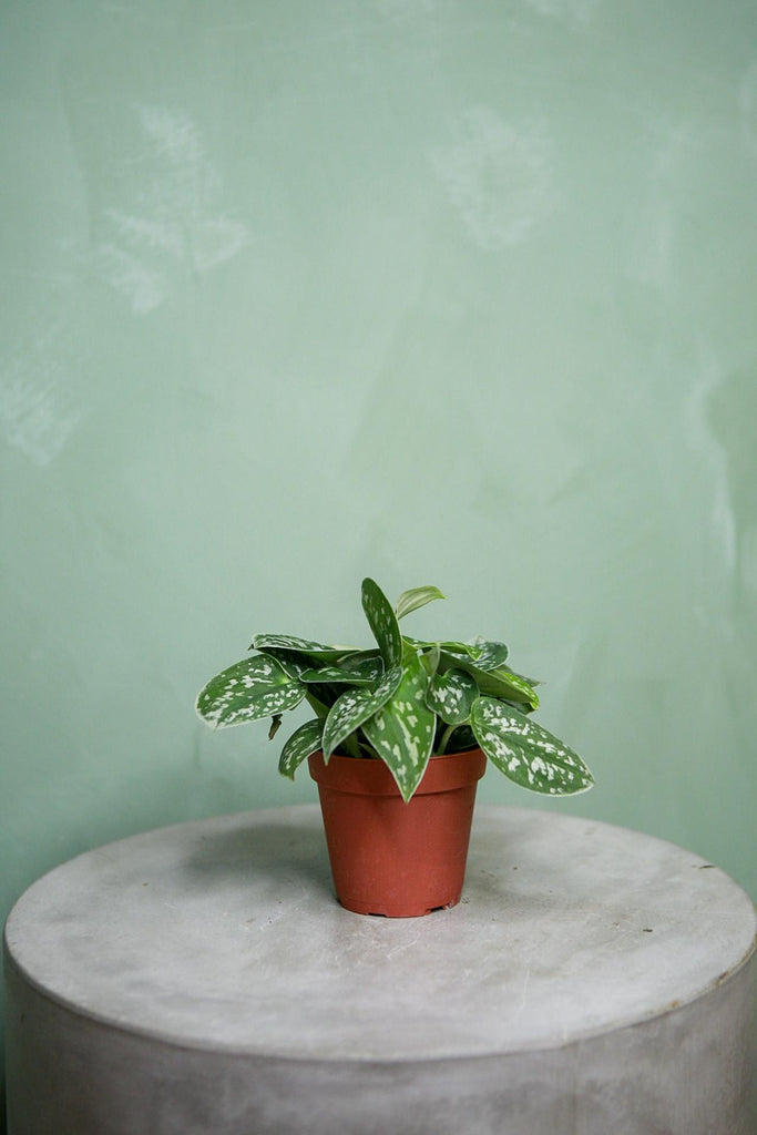 Scindapsus 'Argyraeus'