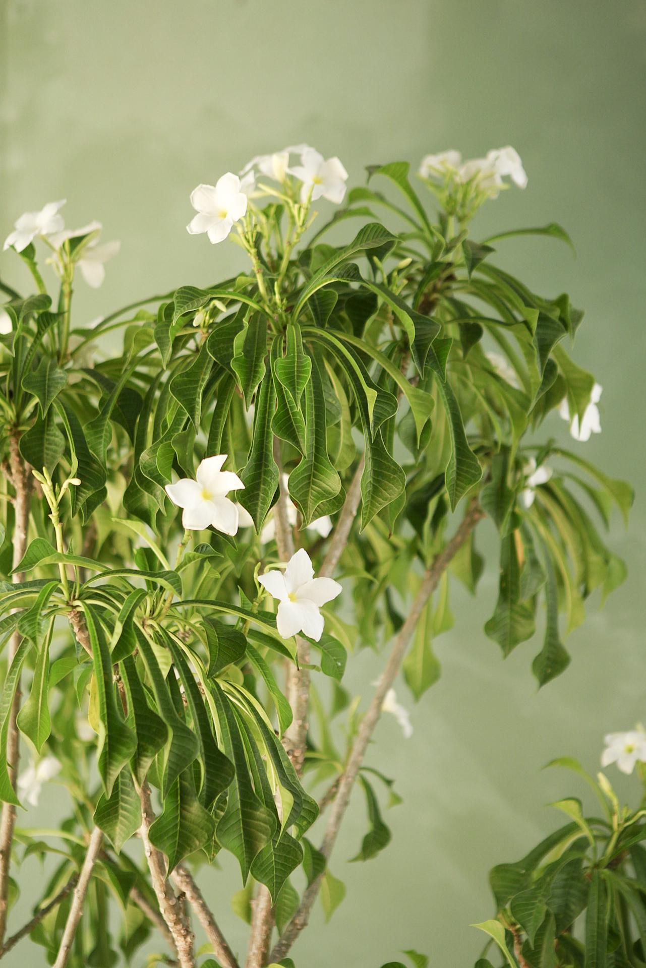 Frangipani