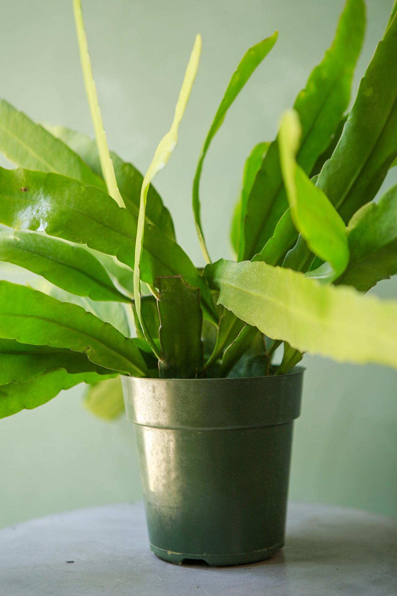 Night-blooming Cereus