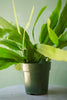 Night-blooming Cereus