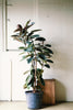 Rubber Plant 'Burgundy'