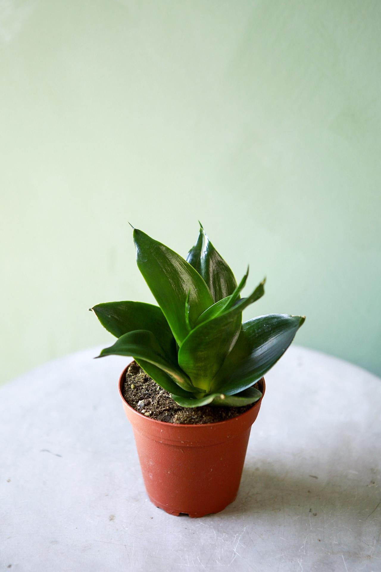 Snake Plant "Black Jade Hahnii"