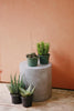 Aloe Exotic