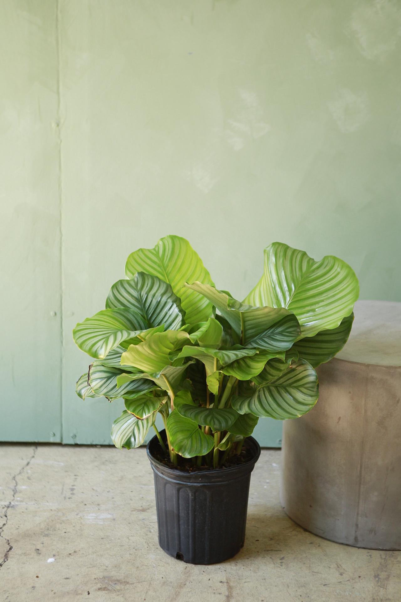 Calathea Orbifolia