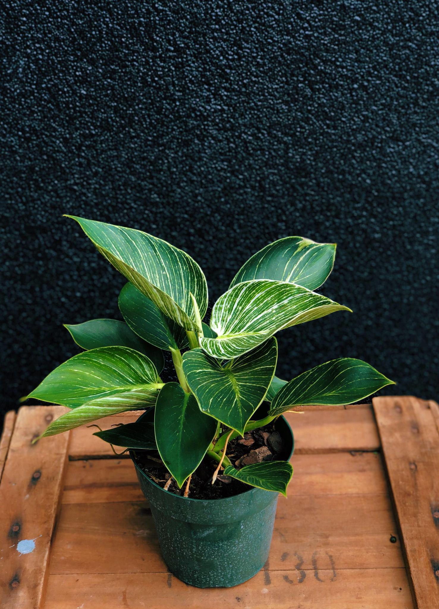 Philodendron 'Birkin'