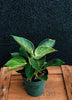 Philodendron 'Birkin'