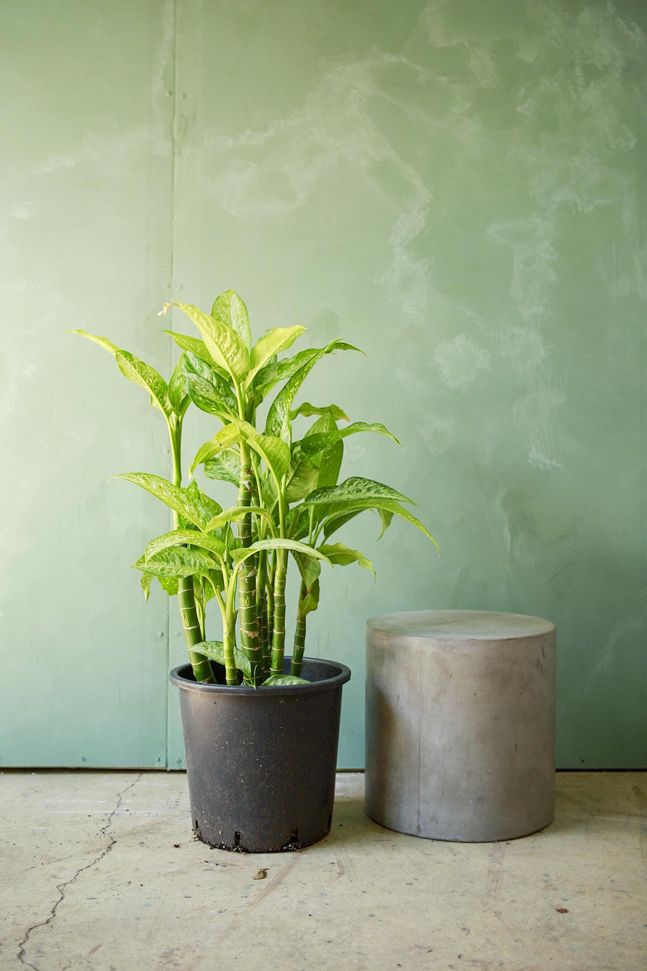 Dieffenbachia 'Tropic Rain'
