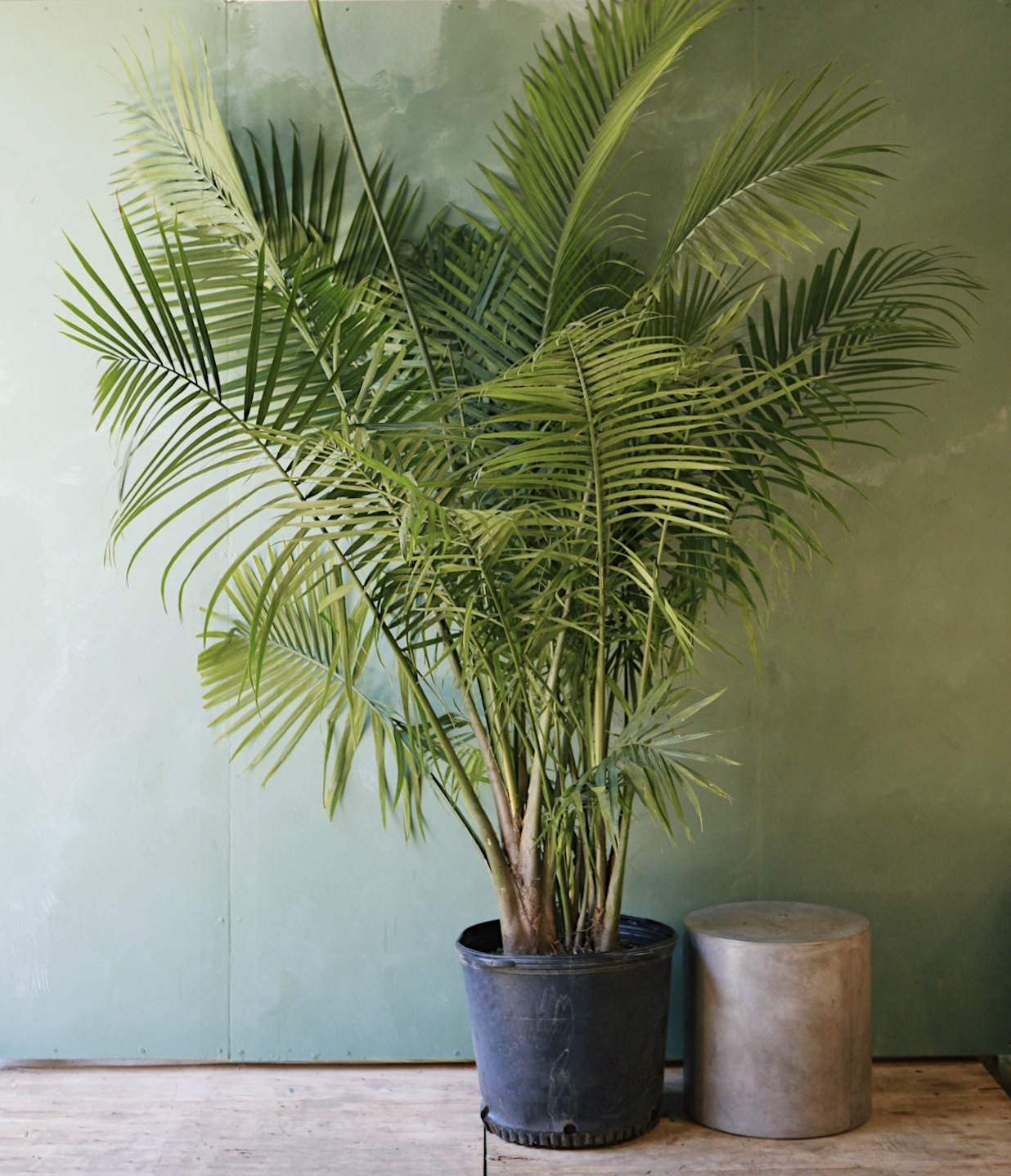 Majesty Palm