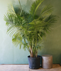Majesty Palm