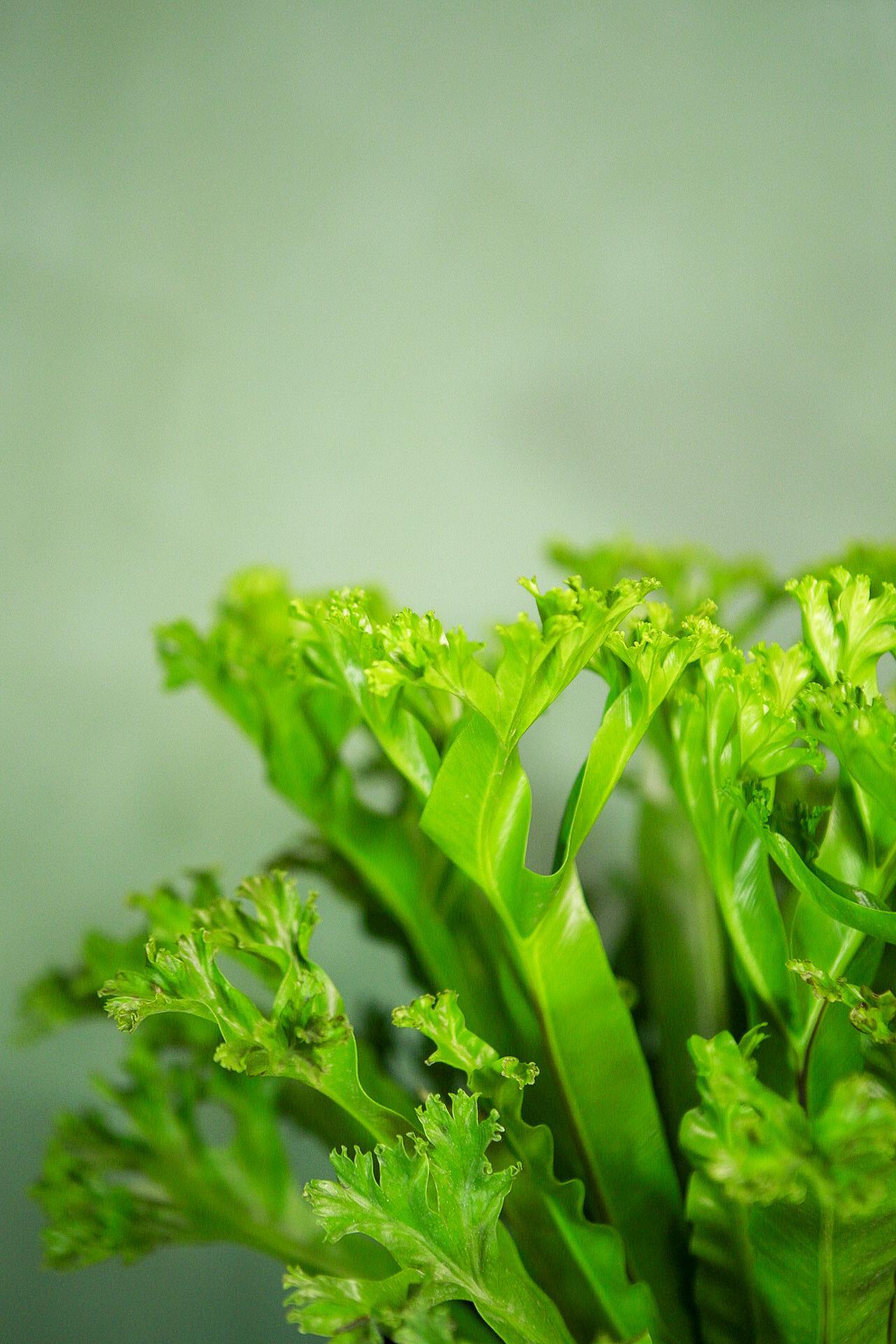 Birds Nest Fern 'Leslie'