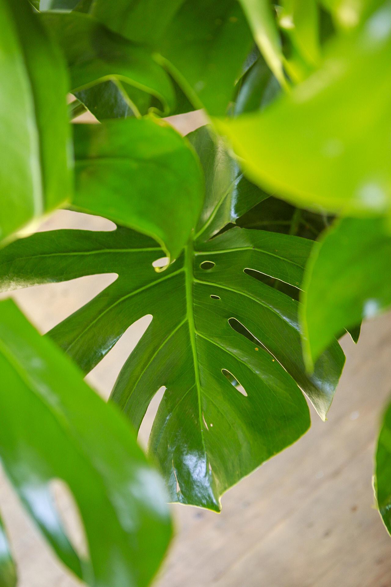 Monstera deliciosa