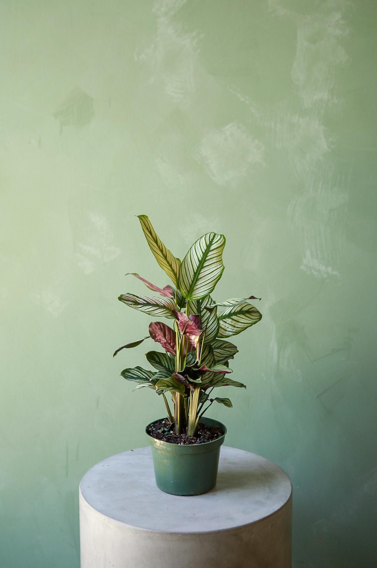 Calathea 'White Star'