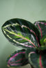 Calathea Medallion