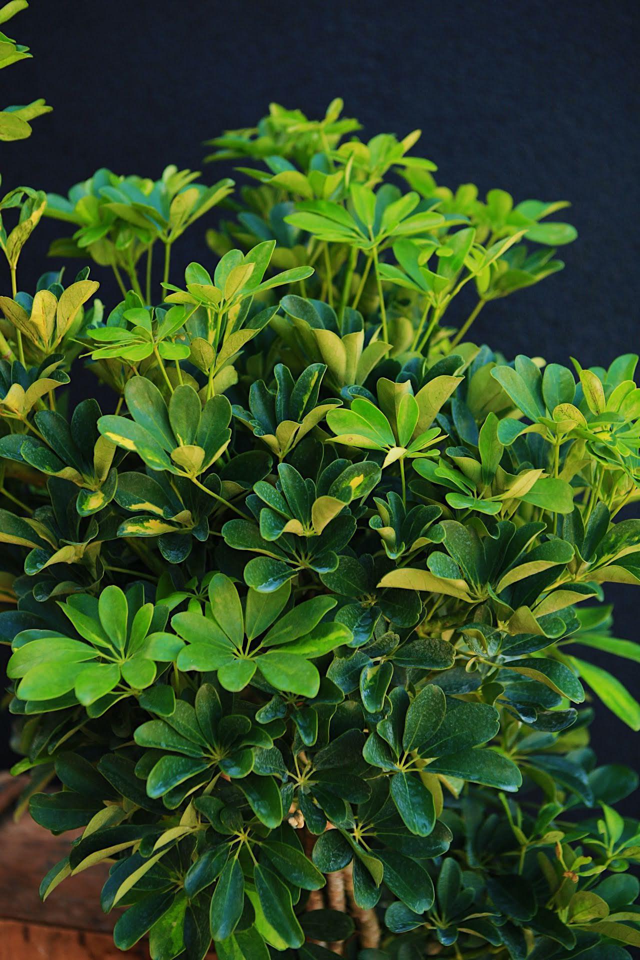 Umbrella Tree 'Gold Capella'