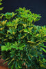 Umbrella Tree 'Gold Capella'