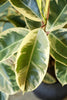 Variegated Rubber Plant