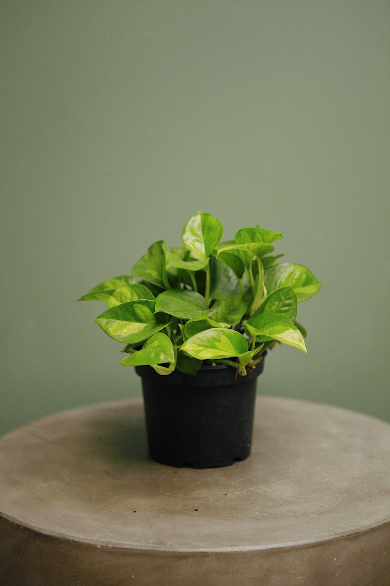 Global Green' Pothos