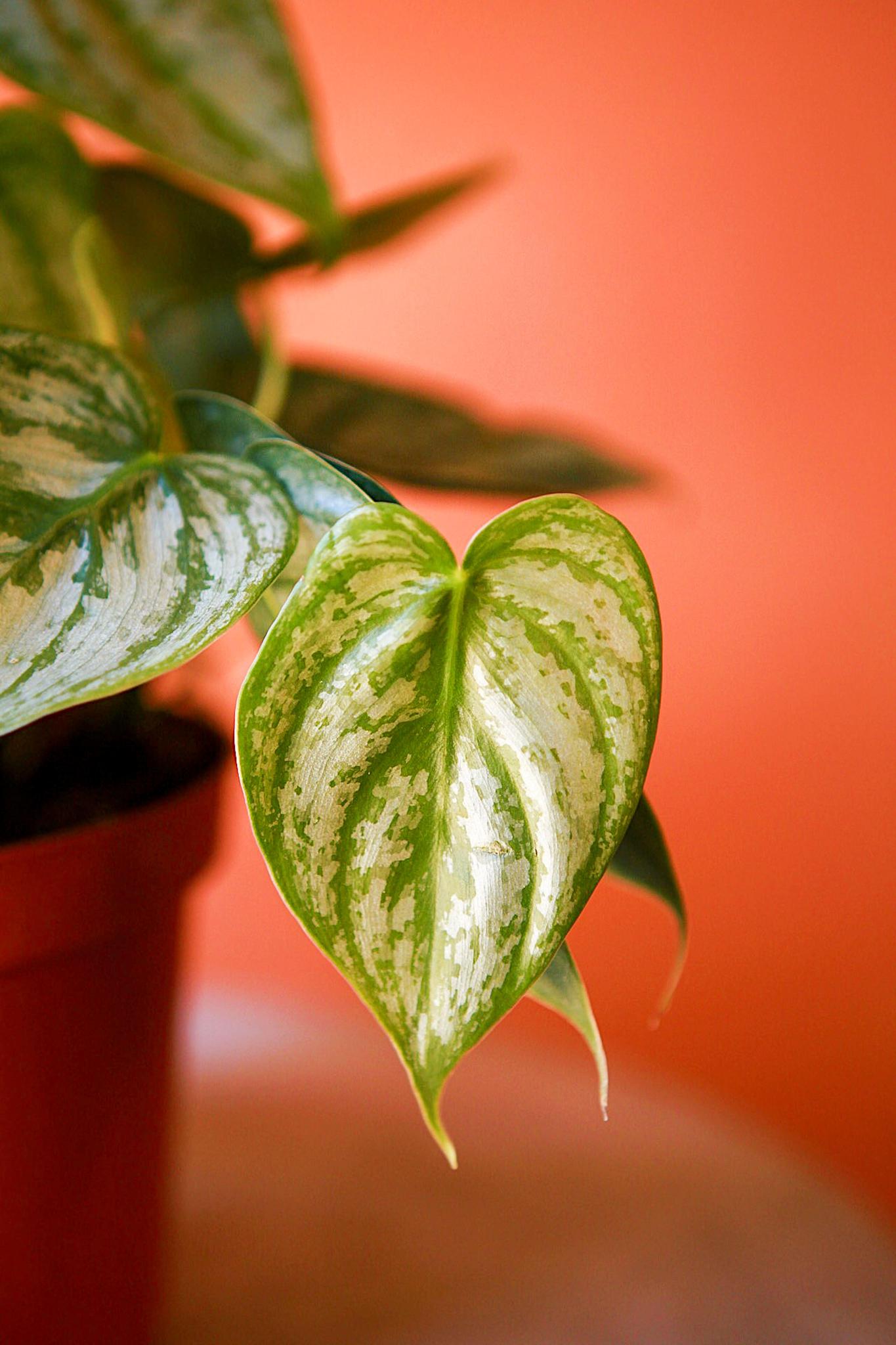 'Silver Leaf' Philodendron