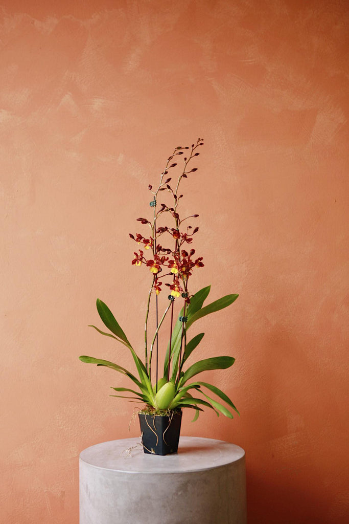 Oncidium Orchid