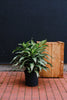 Dracaena 'Jade Jewel'