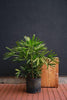 Lady Palm