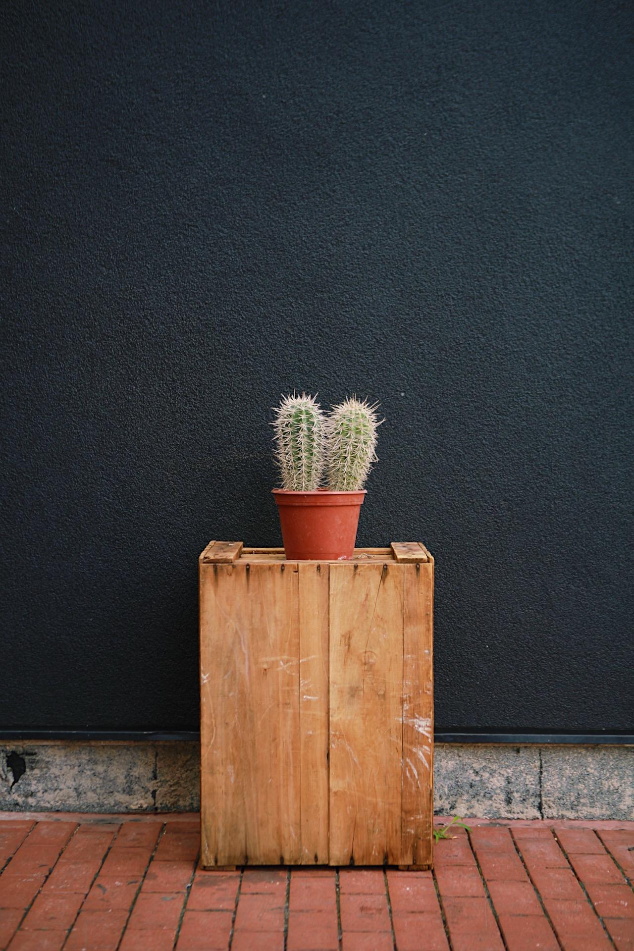 Mammillaria Cactus