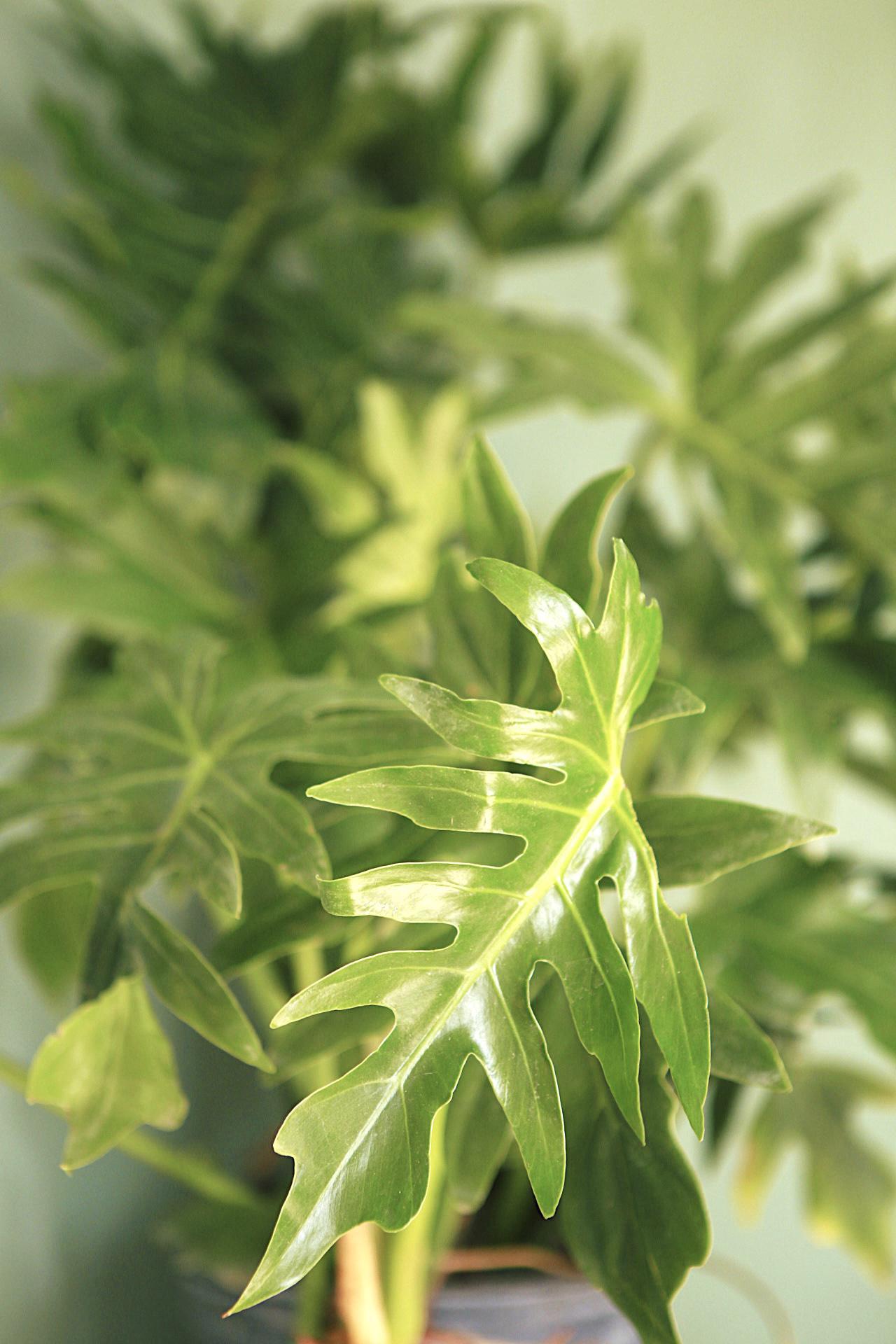 Philodendron "Radiatum"