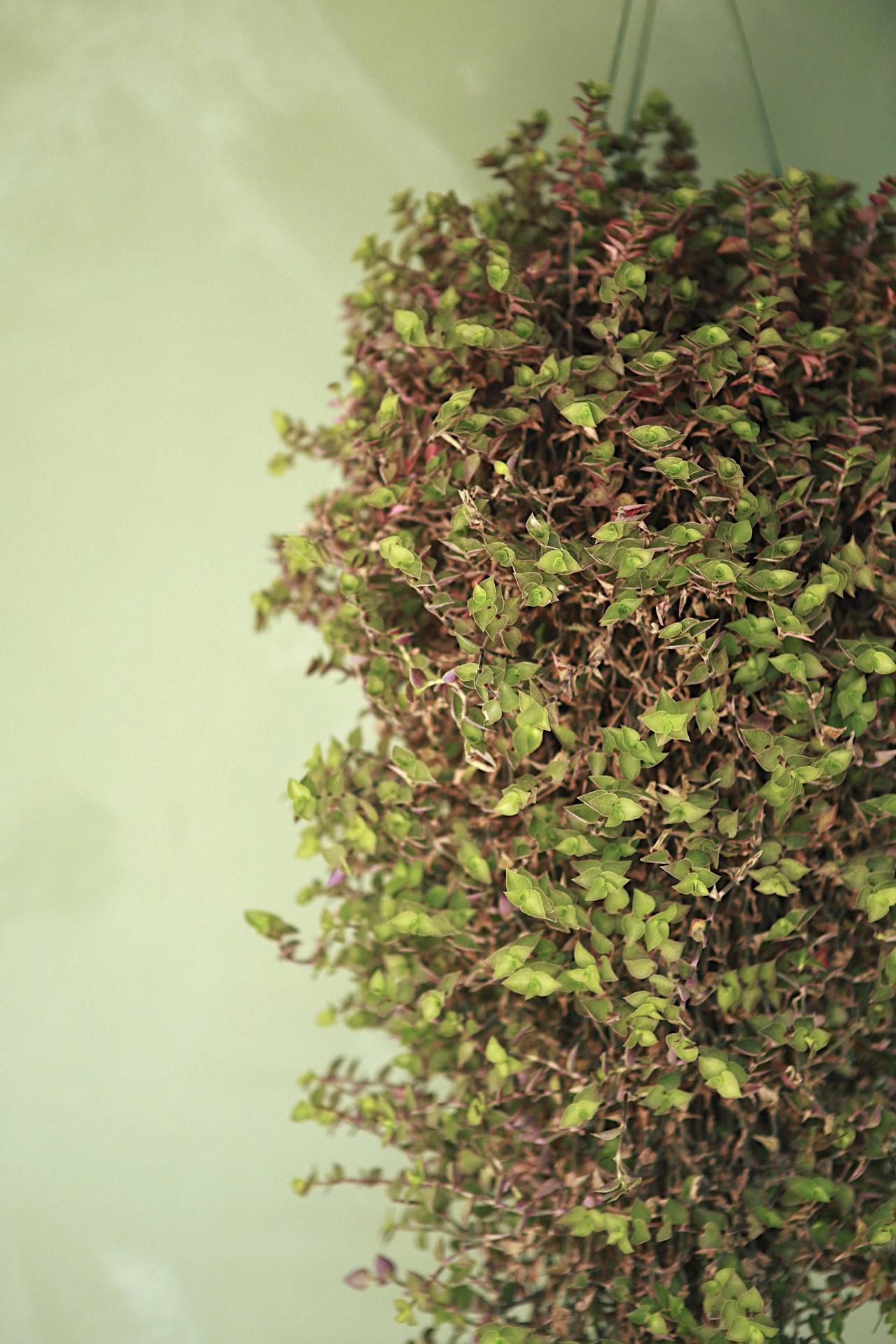 Argentine Ivy