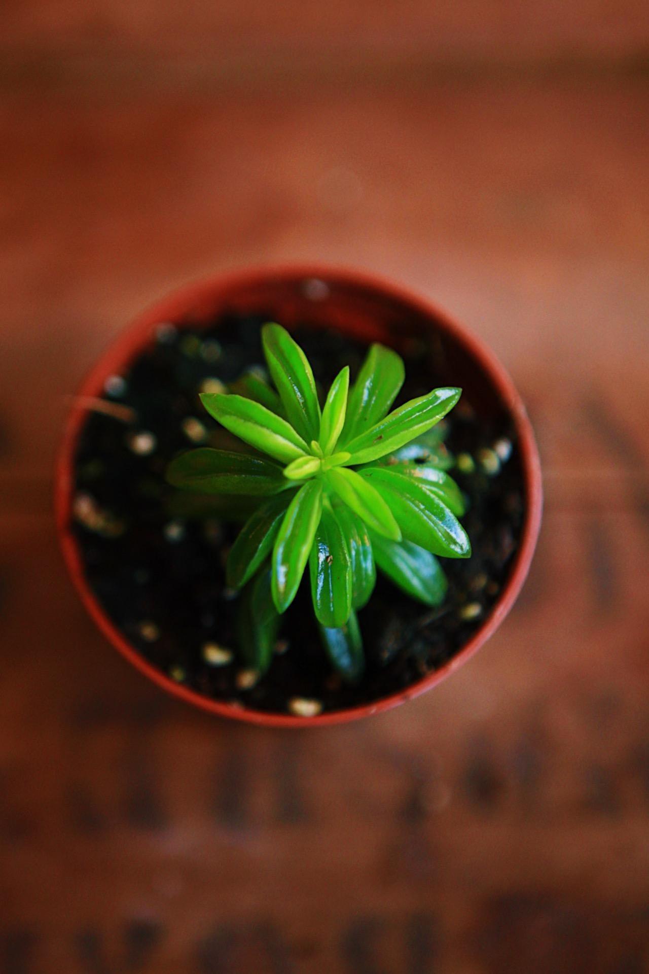 Green Taco Plant