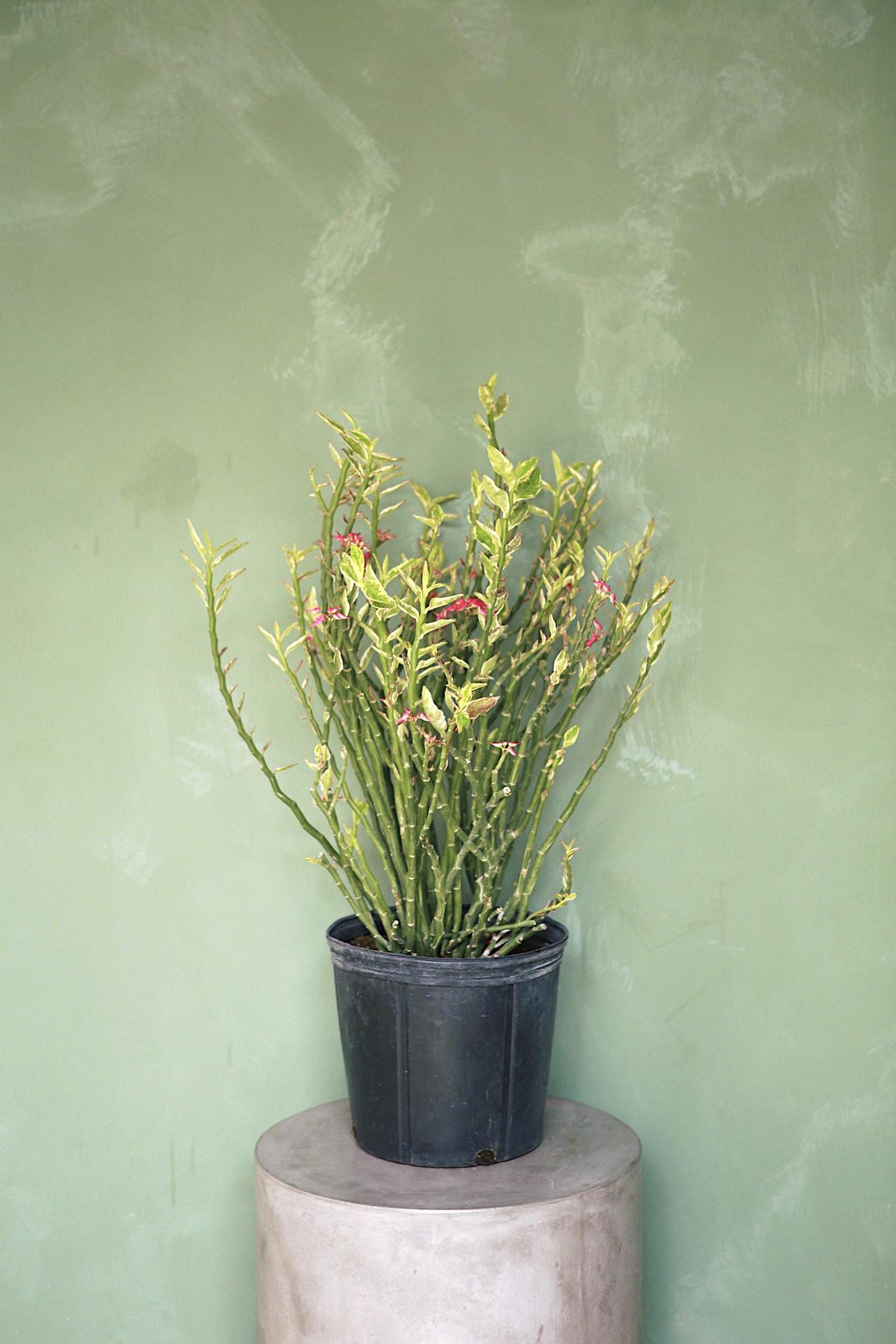 Euphorbia 'Devil's Backbone'