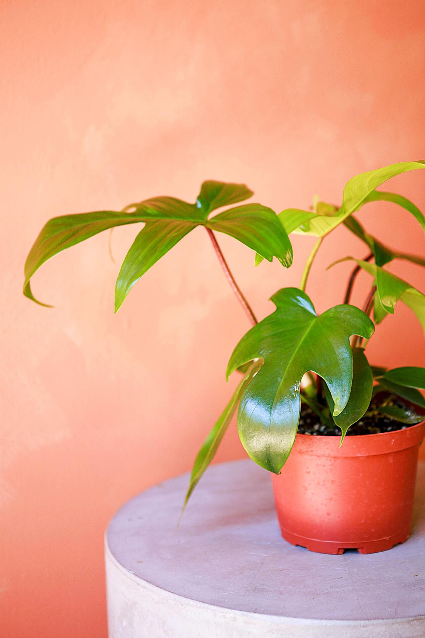 Philodendron 'Florida Green'